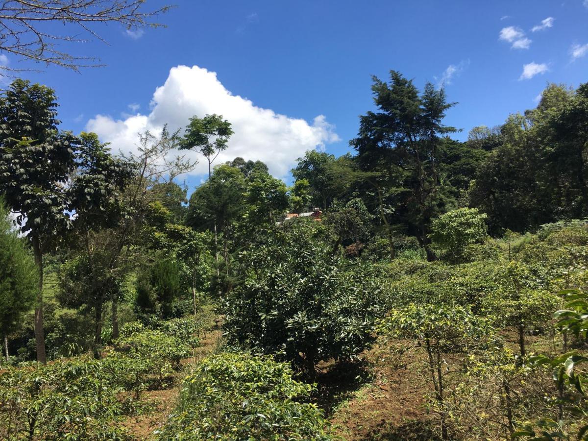 Mai Kilimanjaro Home Stay Marangu Eksteriør billede